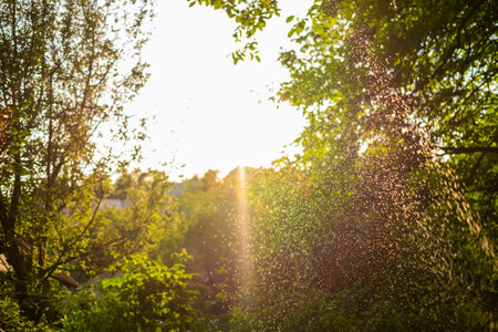 Water drops sparkling in sunlight in beautiful summer garden.の写真素材