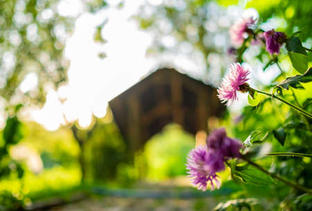 beautiful garden and pink flower in the foregroundの写真素材