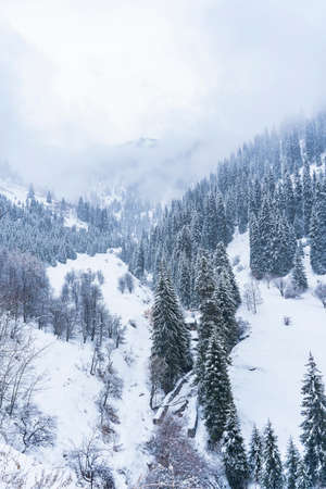 Forest covered with snow in winter in the mountains during snowfall and fog.の写真素材