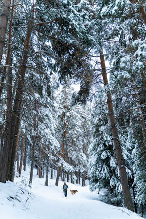 Man with a dog walking through a beautiful pine forest covered with snow. Beautiful winter day