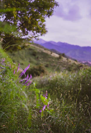 Beautiful summer landscape, purple wildflowers in the mountainsの写真素材
