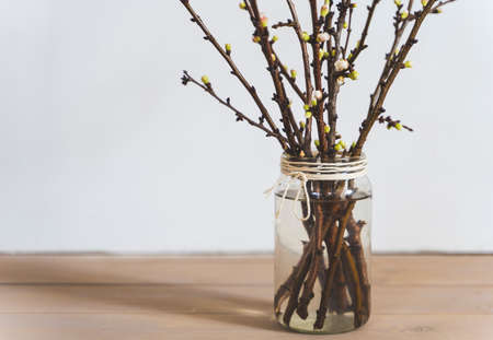 Apricot branches with buds and flowers in a glass jarの写真素材