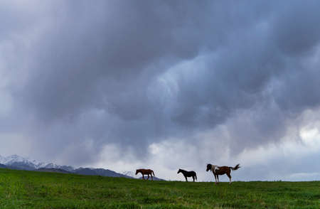Horses on the crest of grassland against a wide backdrop of cloudsの写真素材