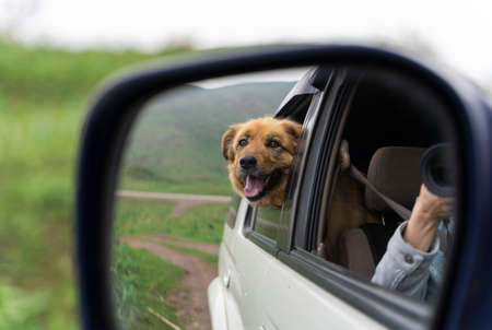 Dog in side view mirror. Traveling by car with dog.の写真素材