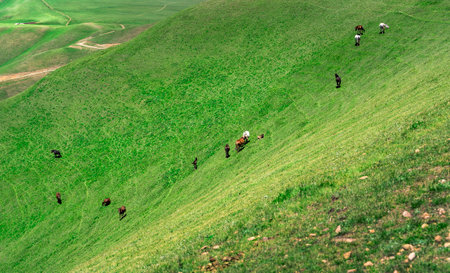 Horses grazing on the green hillsideの写真素材