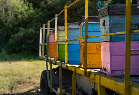 colorful beehives and flying bees