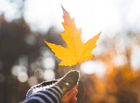 Yellow leaf in hand with sun shining.