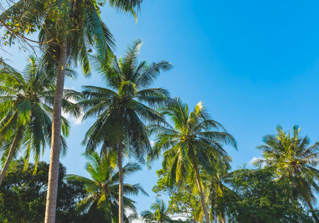 Tropical palm trees against blue sky.