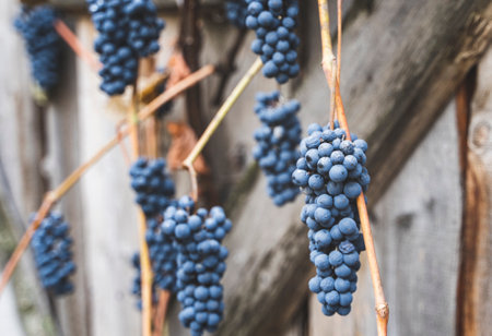 Ripe wine bunches of grapes on the background of a wooden fence.の写真素材