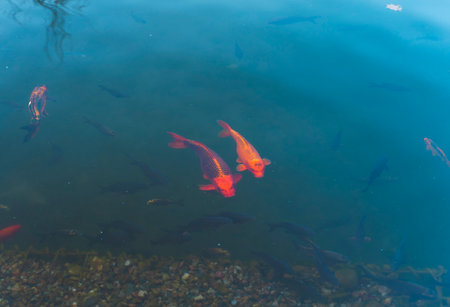 Two golden carps swimming among black fish in blue water.の写真素材