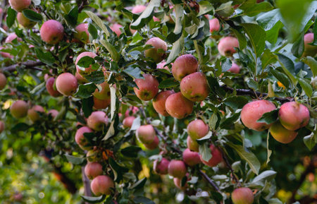 Large harvest of red apples on the branch.