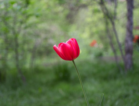 Red tiulip in spring with natural green background.の写真素材