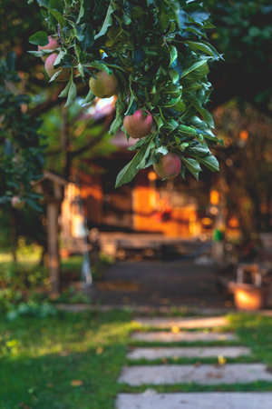 Branch with apples in the garden in front of the house in the sunset light