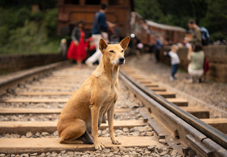 Lonely Stray Dog Sitting on Railway Tracks.