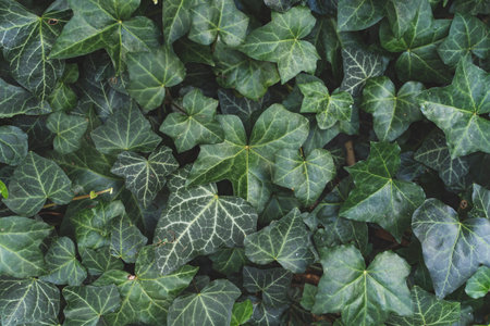 Close-up of lush green leaves in nature.