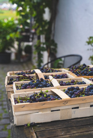 Freshly Harvested Grapes in Wooden Crates on Rustic Table Outdoors.の写真素材