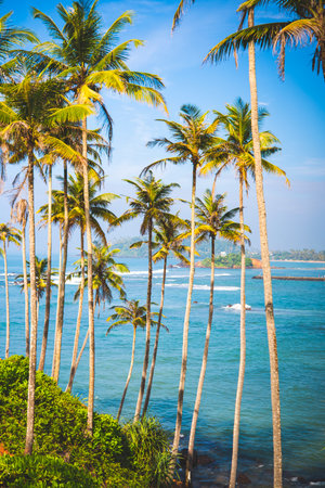 Tropical palm trees on sunny ocean coast with blue water and scenic island view in Sri Lankaの写真素材