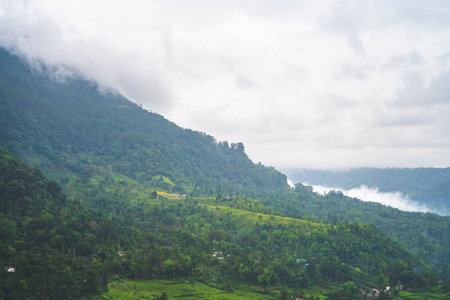 Misty hills and green tea plantations in Sri Lanka during rain