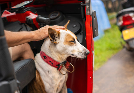 Dog sitting peacefully in a red tuk-tuk enjoying a gentle head pat from a human handの写真素材