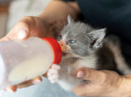 Human hand supporting and feeding a young orphaned kitten with milk formula