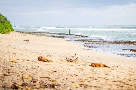 Sleeping dogs on tropical sandy beach with ocean waves and fisherman in background in Sri Lanka.の写真素材