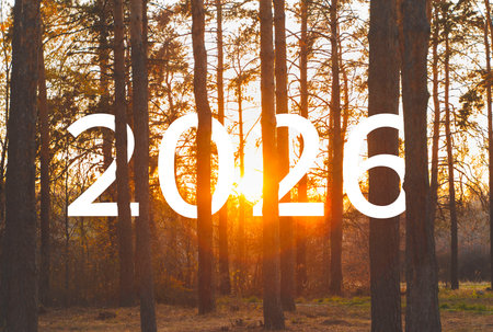 behind the trees in the park during sunset.の写真素材