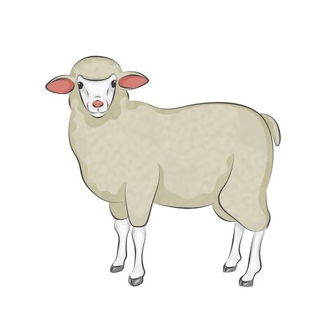 Cute little sheep farm petの写真素材
