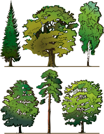 Set of different trees on a white background. Vector art-illustration.のイラスト素材