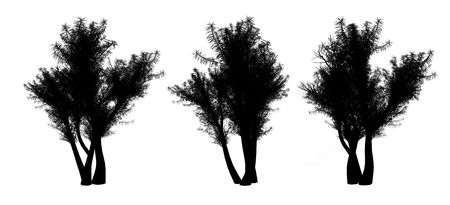 Silhouette of trees on a white background. 3D art-illustration.の写真素材