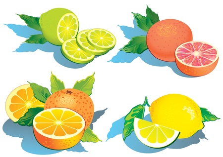 Set of citrus fruits - lemon, orange, grapefruit and lime.のイラスト素材
