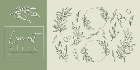 Set of Olive Branches and leaves in Line Minimal Style.のイラスト素材