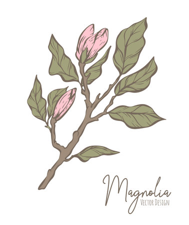 Magnolia flower line illustration. Handdrawn contour outline of wedding herb, elegant leaves for invitation save the date card. Botanical trendy greenery vector collection for web, print, posters.のイラスト素材