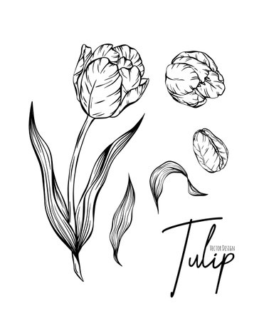 Botanical set line illustration of tulip flowers for wedding invitation and cards,  design, web, social media and poster, template, advertisement, beauty and cosmetic industry.のイラスト素材