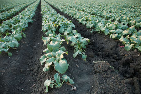 Leafy Crops in rows in a horizontal orientationの写真素材
