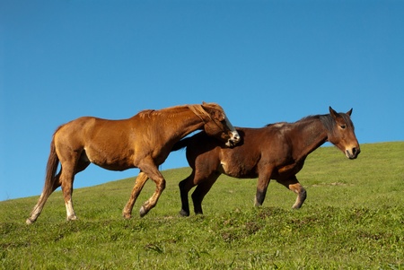 Two playful horses running on a hillside with a big blue sky with room for ad copyの写真素材