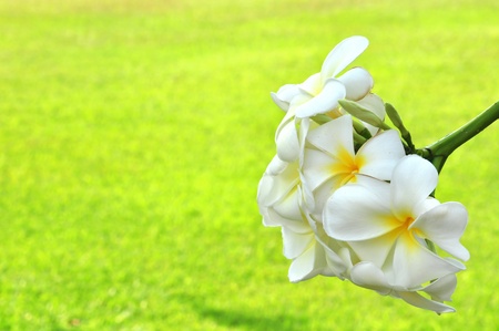 White Plumeria, flowerの写真素材