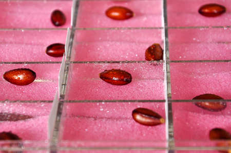 seedling of wild fruit for experimentの写真素材