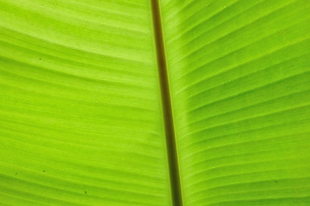 backlit fresh green banana leaf with small water drops