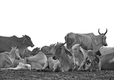 A group of cow resting in a field on a white background, black and white の写真素材