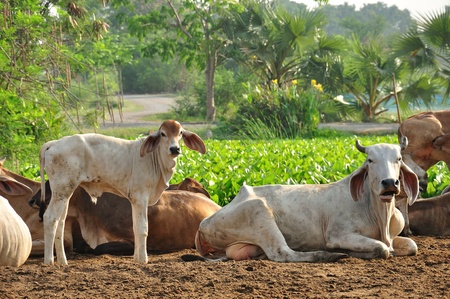 Calf and cow in a agriculture field の写真素材