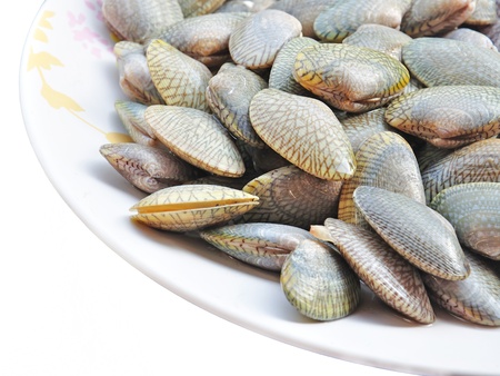 UNDULATED SURF CLAM isolated on white, Paphia undulata