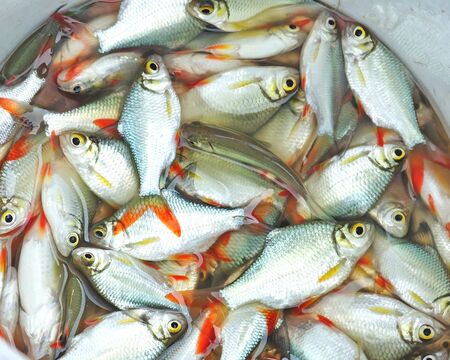 Fresh fish from fishing gameの写真素材