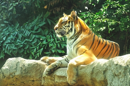 Indochina Tiger at Dusit zoo, Bangkok, Thailand,  Panthera tigris corbettiのeditorial素材