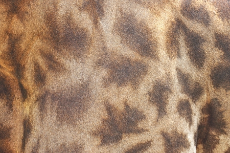 Close up of Giraffe  skin, Nature background