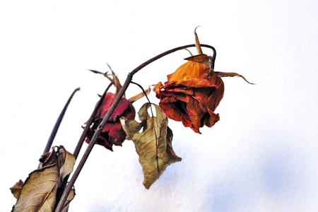 Dried rose の写真素材