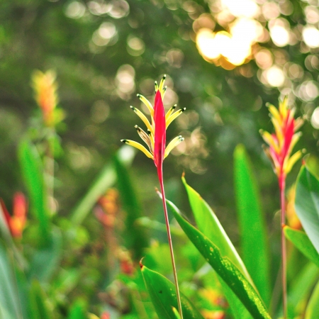 Heliconia flower, Tropical garden flower の写真素材