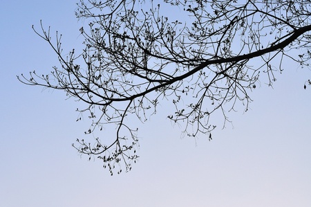 Branches of tree in twilight sky, Deciduous forestの写真素材