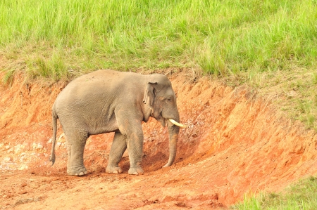 Asian Elephant  Elephas maximus  in saltlick at Khao Yai national park, Thailandの写真素材