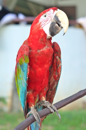 The stuffed of Scarlet Macaw  Ara macao , a large South American parrot の写真素材