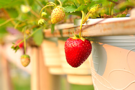 Strawberry plant in a white plastic pot, Strawberry plantationの写真素材